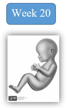 Image depiction of fetal development at 20 weeks.