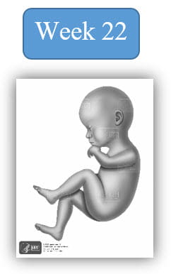 Image depiction of fetal development at 22 weeks.