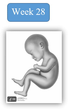 Image depiction of fetal development at 28 weeks.