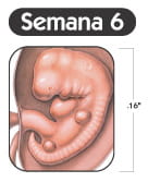 Semana 6