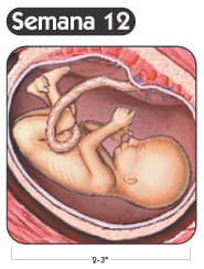 Semana 12