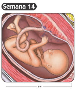 Semana 14