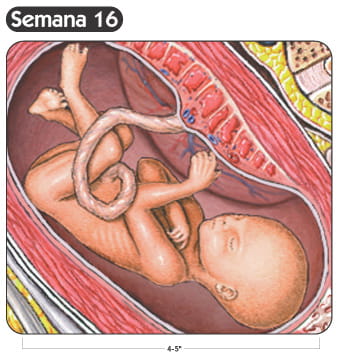 Semana 16