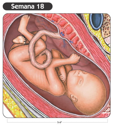 Semana 18
