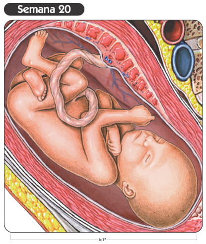 Semana 20