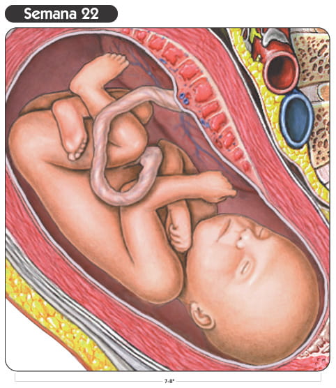 Semana 22