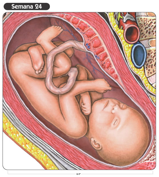Semana 24