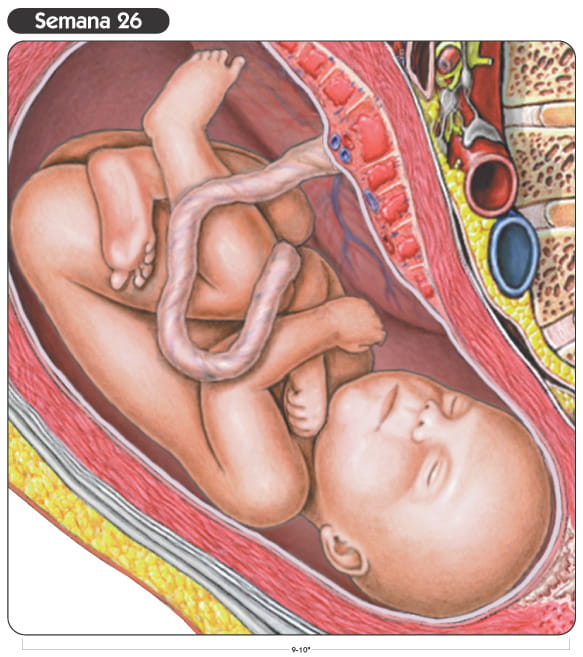Semana 26