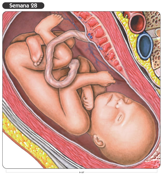 Semana 28