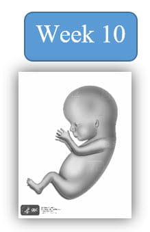 Image depiction of fetal development at 10 weeks.
