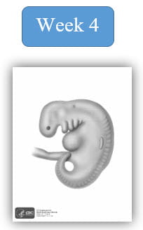 Image depiction of an embryo at 4 weeks development.
