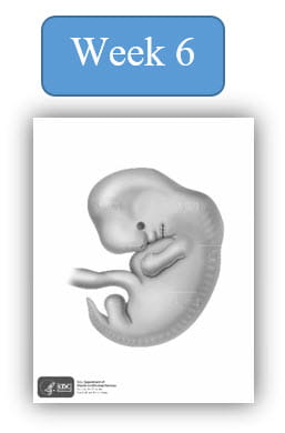 Image depiction of an embryo at 6 weeks development.