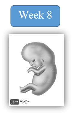 Development 8 weeks old best sale