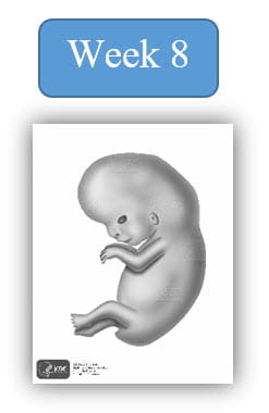 Ssw 8 Embryonic Development Eight Weeks 8 Week Gestation Embryo, Stage Of