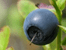 Image of a blueberry