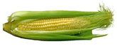Image of an ear of corn