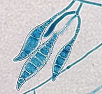 an image