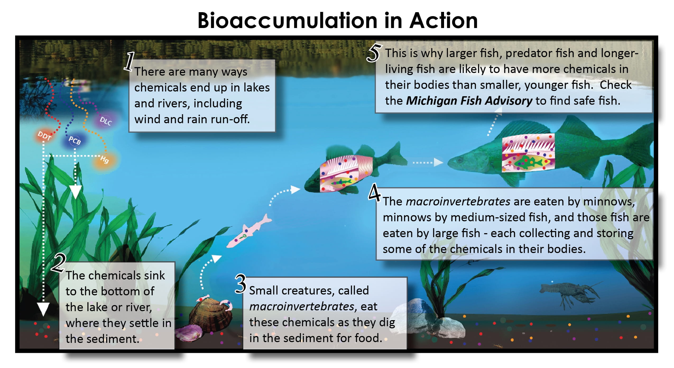 image demonstrating how chemicals bioaccumulate in fish