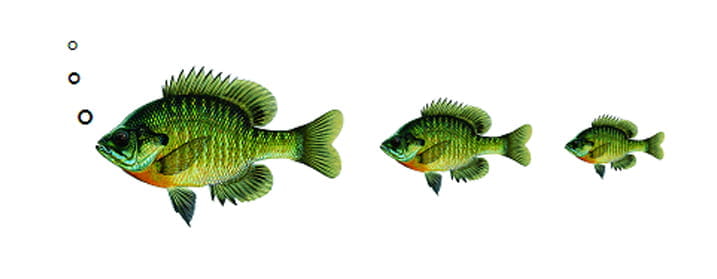 3 little bluegill