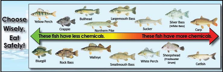 arrow showing fish lower and higher in contamination