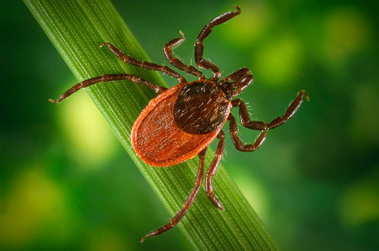 Ticks
