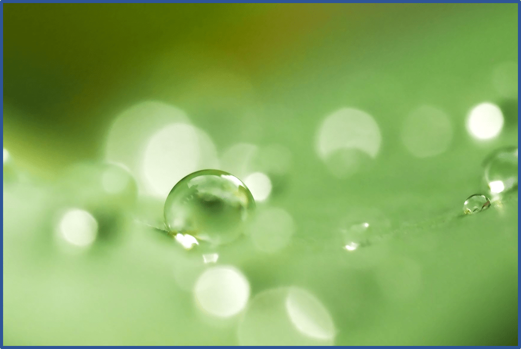 Water droplets on a leaf