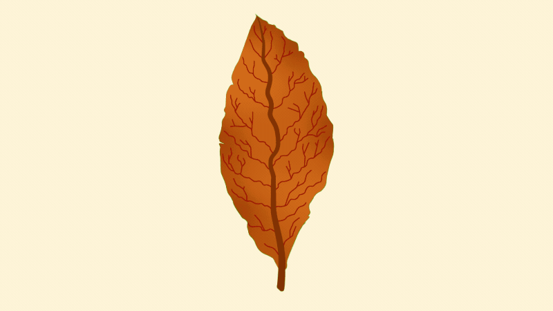 animated gif of tobacco leaf with the following text: Menthol masks the harshness of tobacco. Menthol makes it easier to start. Menthol makes it harder to quit. Menthol is heavily marketed to youth. Menthol is heavily marketed to Black communities. Menthol is heavily marketed to Hispanic communities. Menthol is heavily marketed to LGBTQ+ communities. Help us eliminate menthol from all tobacco products. American Heart Association. To learn more, text FLAVORS to 46839.