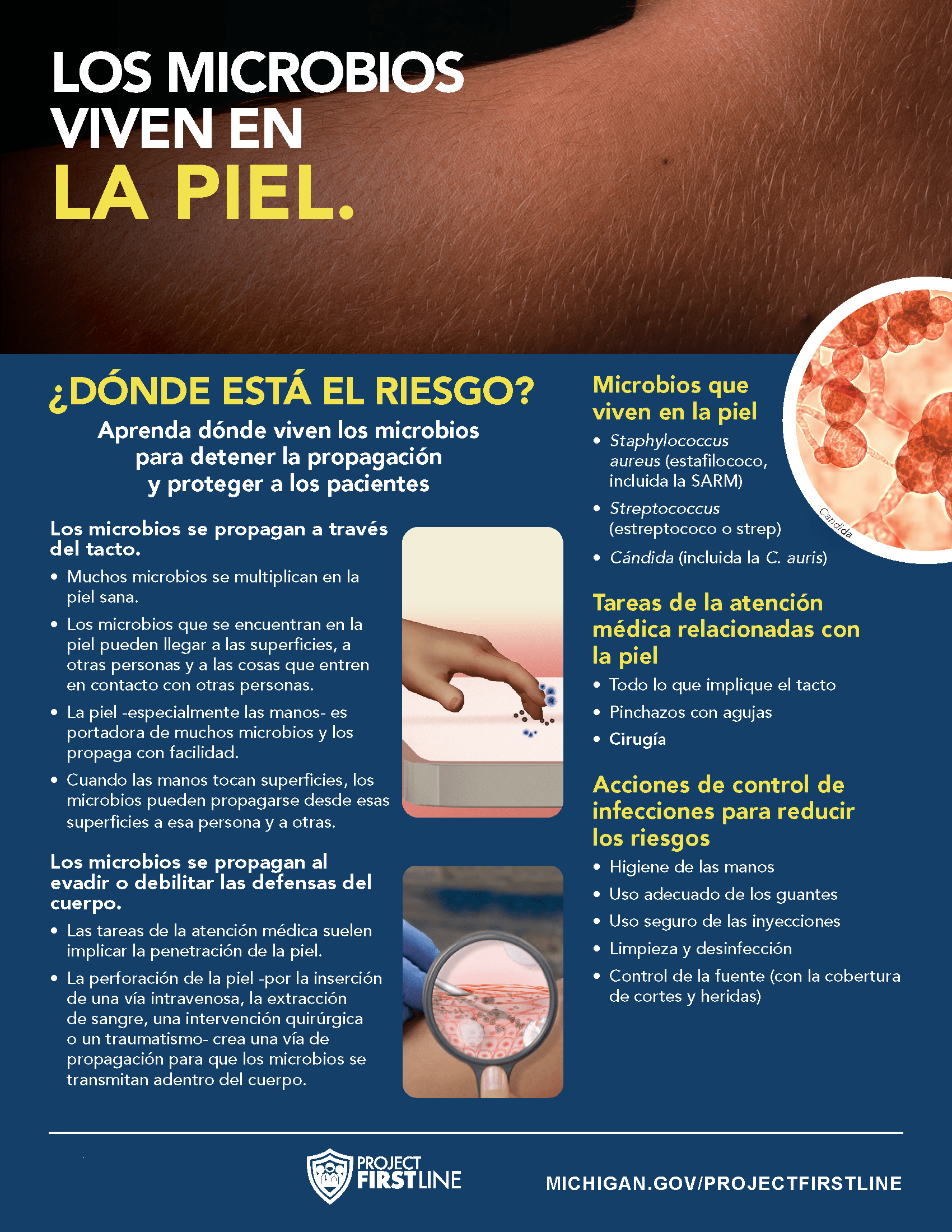 Germs Live on Skin Spanish image