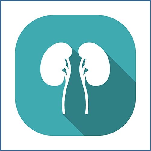 chronic kidney disease icon