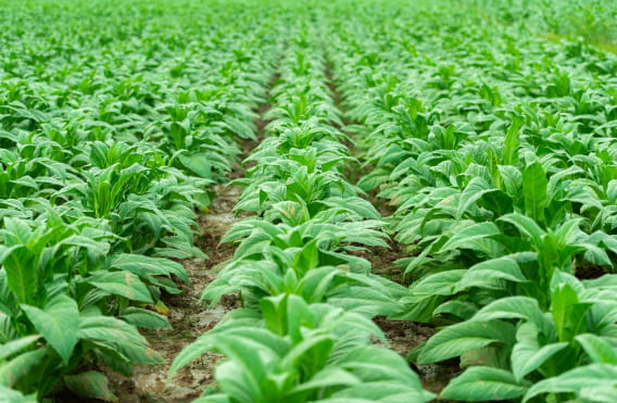 rows of tobacco plants growing in a field
