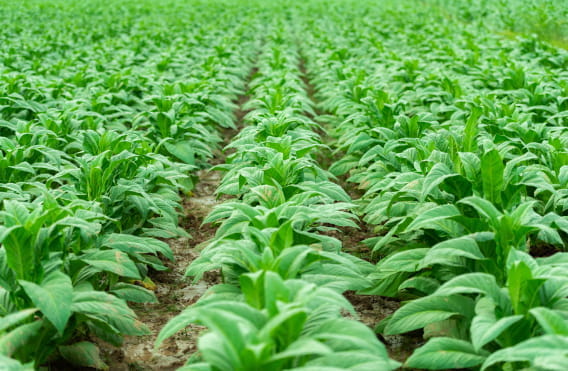 rows of tobacco plants growing in a field