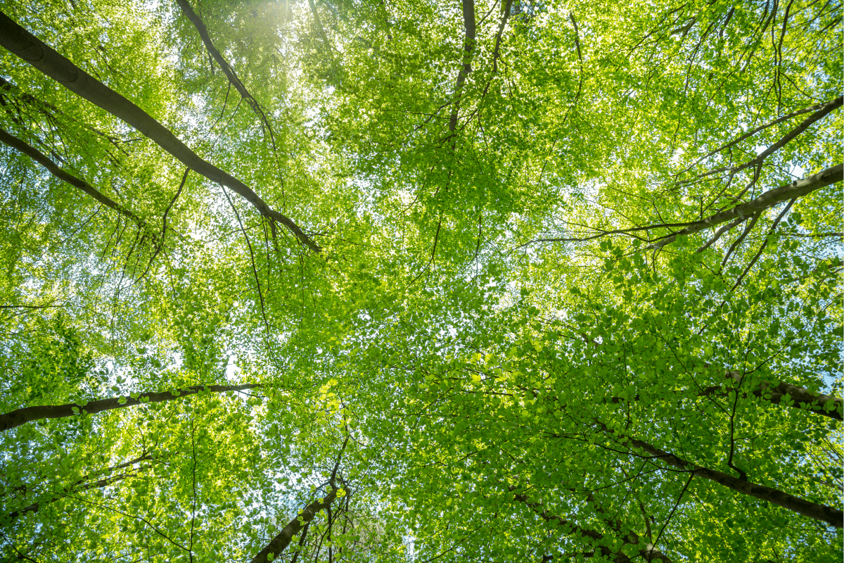 View looking up through green leafy treetops to blue sky overhead