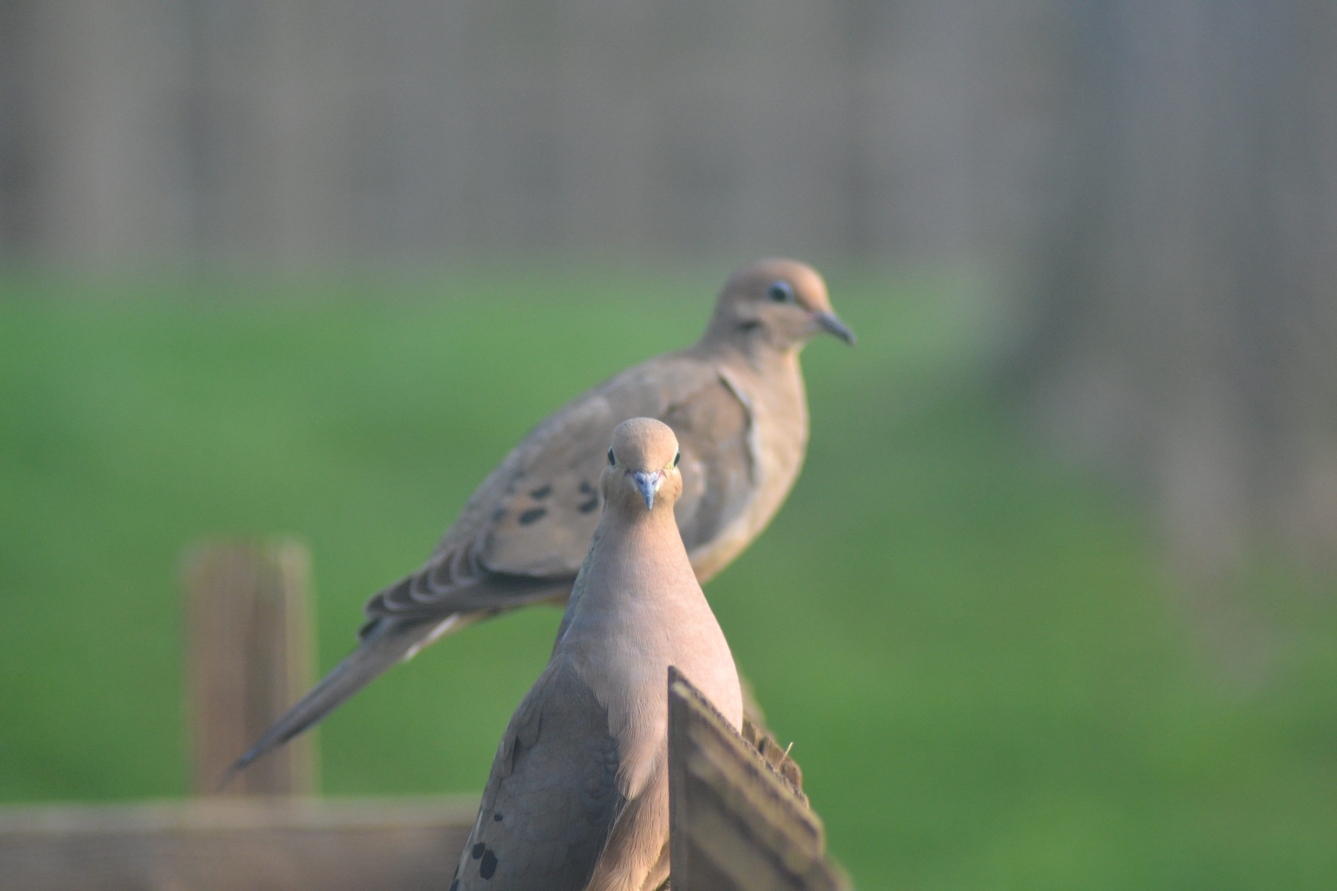 Nick Retzlaff - Mourning Doves on My Deck