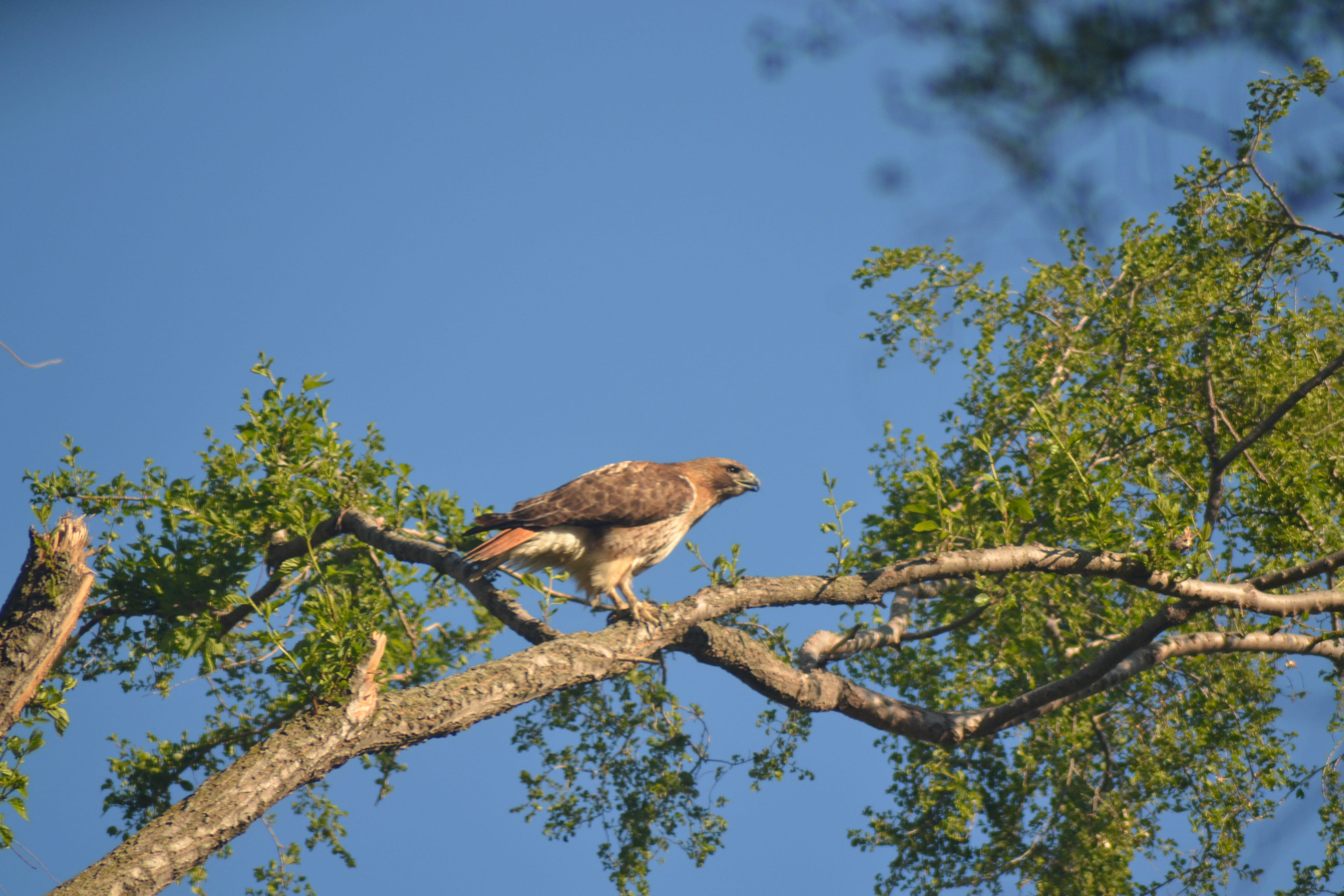 Artist: Nick Retzlaff. Title of Artwork: Hawk High Above Tree. Artist Description: Me taking a picture of a hawk. High above a tree in my backyard.