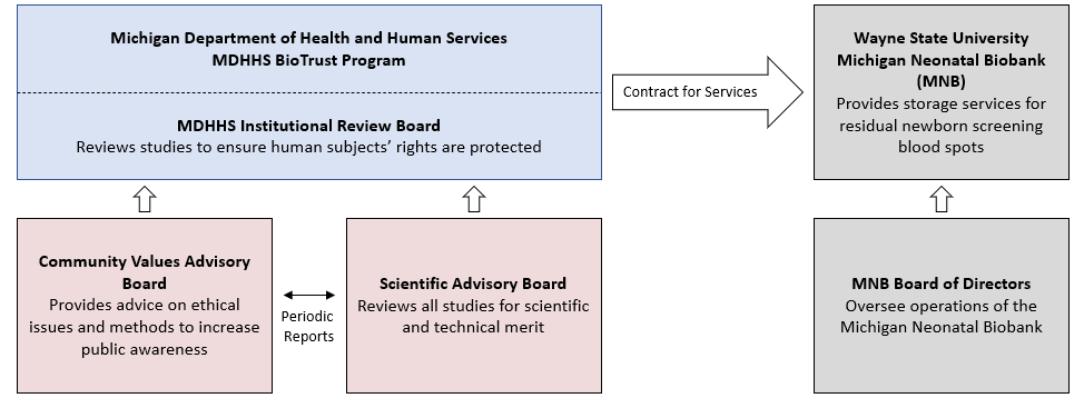 Flowchart illustrating the organizational structure of the BioTrust, which internally to MDHHS includes the Public Health Genomics section, NBS Lab & Follow-up sections, Data registries, and Institutional Review Board (IRB).  External partners include the BioTrust Community Values Advisory Board (CVAB) consisting of general public, historical/cultural, health professional, and disease/health advocacy representatives and the BioTrust Scientific Advisory Board  (SAB) consisting of scientific experts.  MDHHS contracts the Michigan Neonatal Biobank (MNB) who has a Board of Directors consisting of University, Research, and MDHHS representatives.