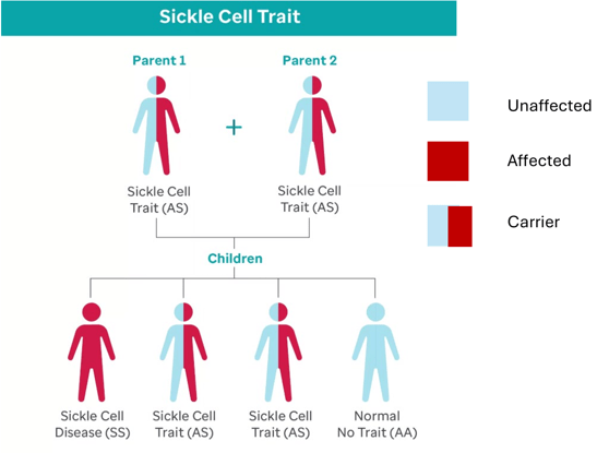 Diagram explaining the genetics of sickle cell disease between two parents who both carry sickle cell trait. 