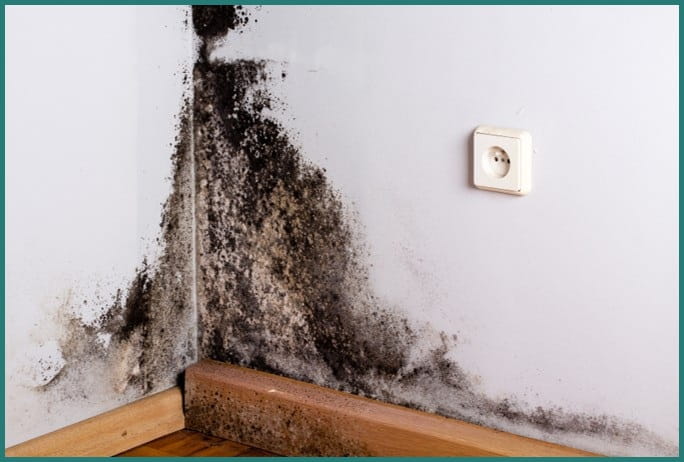 Thick mold on the wall in the corner of a room