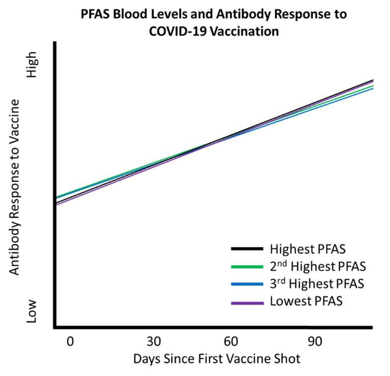 Simplified graph showing increasing antibody response to vaccine over time. The lines for the four groups of participants (those with the lowest to those with the highest blood PFAS levels) all overlap and show a similar increase in antibody response over time.