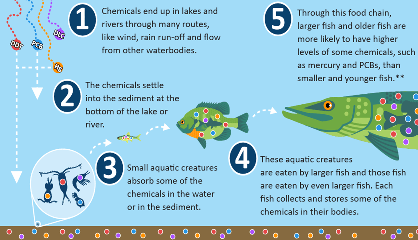 Graphic showing the process of biomagnification. First, chemicals end up in lakes and rivers though many routes, like wind, rain run-off and flow from other waterbodies. Next, the chemicals settle into the sediment at the bottom of the lake or river. Small aquatic creatures then absorb some of the chemicals in the water or sediment. These aquatic creatures are eaten by larger fish and those fish are eaten by even larger fish. Each fish collects and stores some of the chemicals in their bodies. Through this food chain, larger fish and older fish are more likely to have higher levels of some chemicals, such as mercury and PCBs, than smaller and younger fish.**