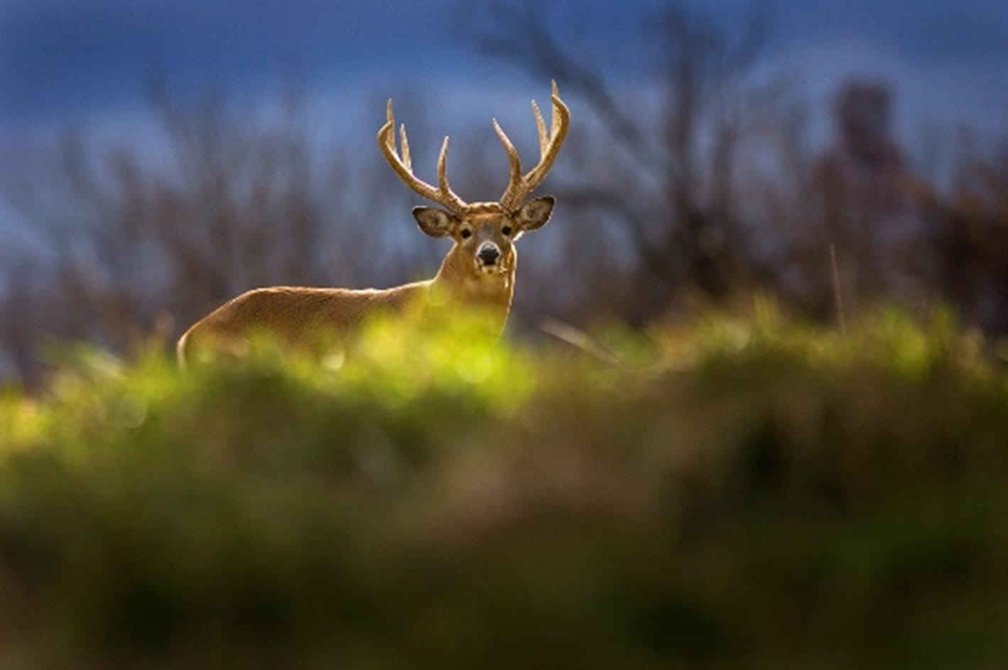 Deer with antlers
