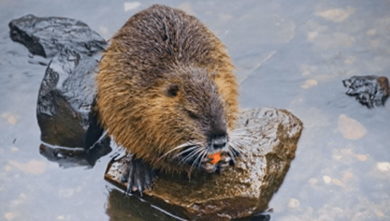 Muskrat