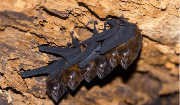 Bats hanging from rocky ceiling