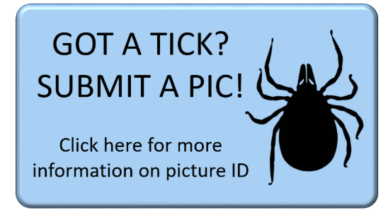 Button with an image of a tick and text reading "Got a tick? Submit a pic! Click here for more information on picture ID