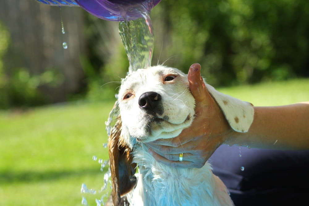 Dog getting a bath outdoors