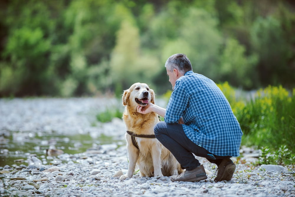 Man petting a dog