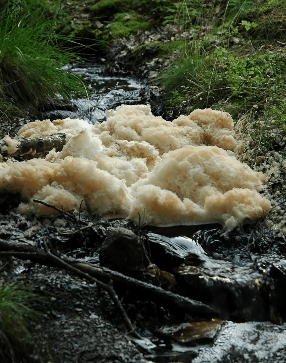 Light brown foam built up on a creek bed