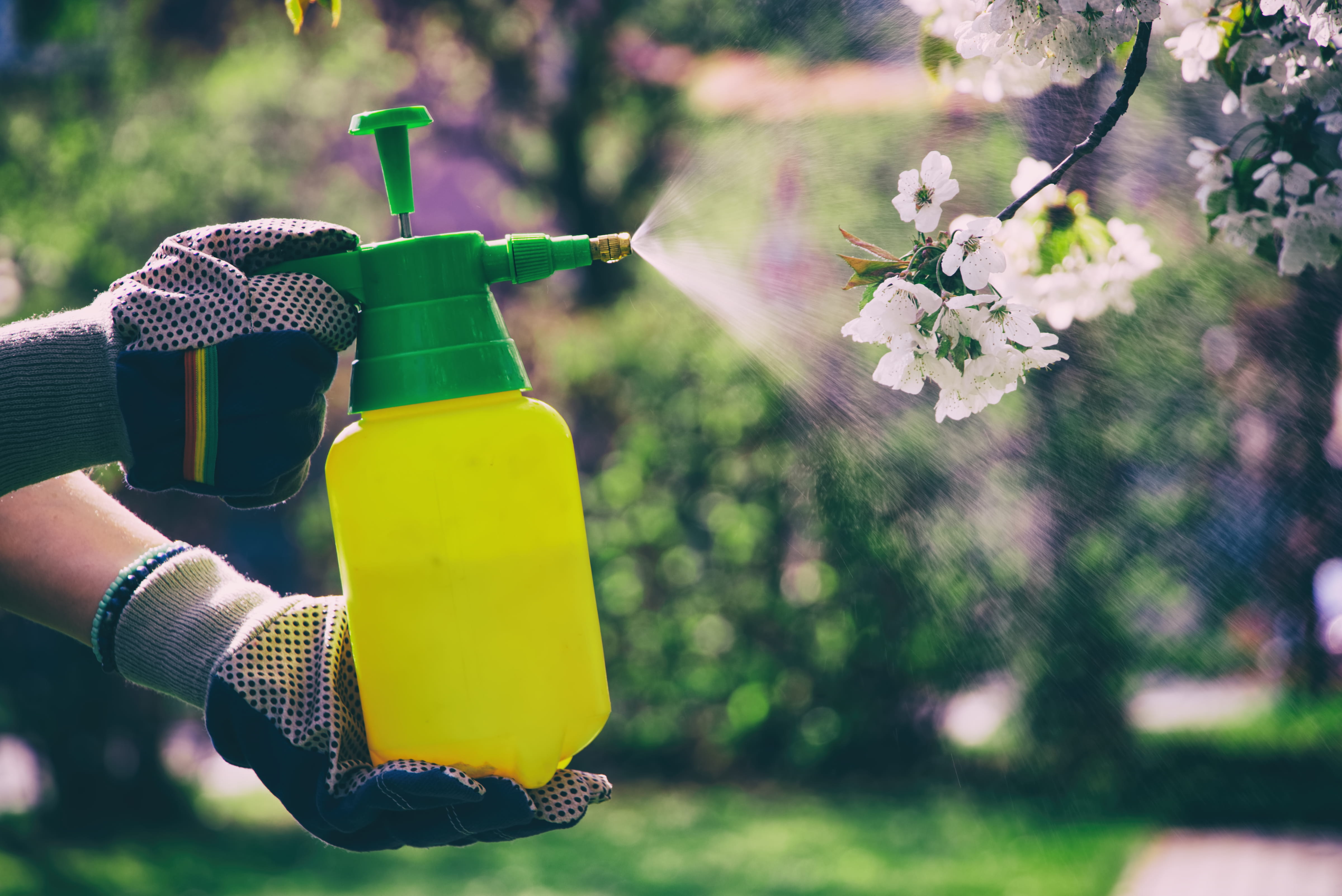 Pesticide being applied to flowers