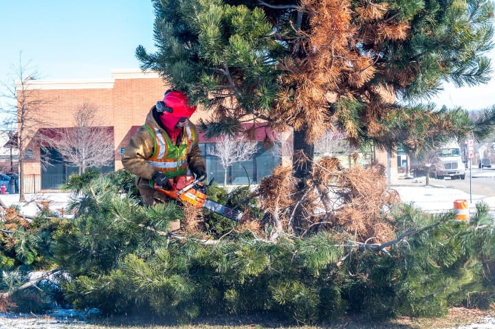 Vegetation removal on M-50 in Macomb County