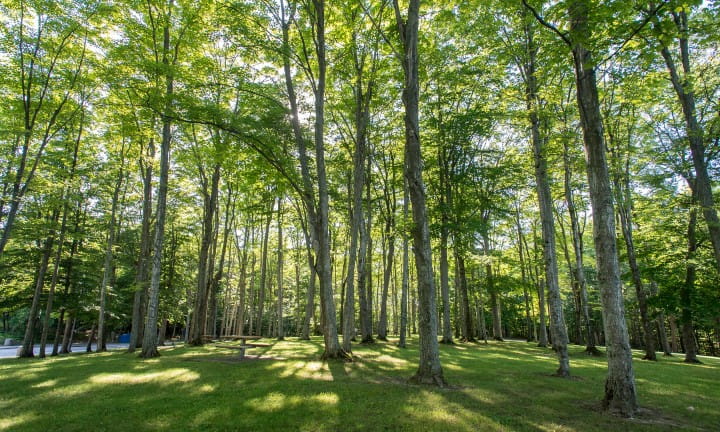Trees and picnic table with the sun shining at a rest area.