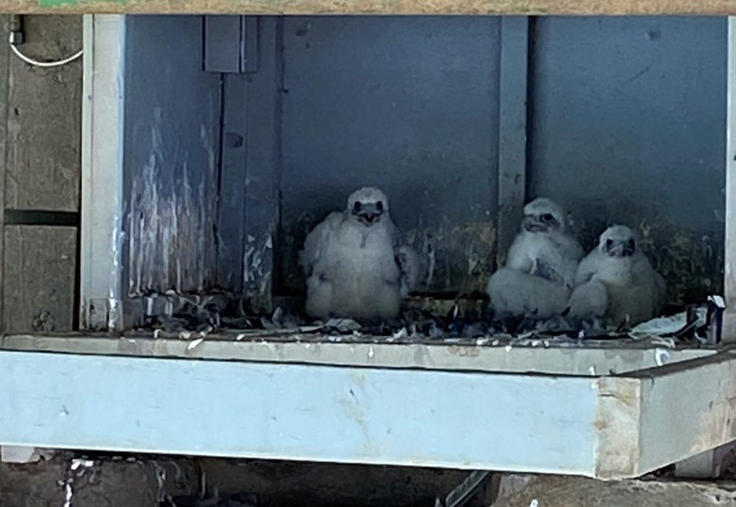 Peregrine falcon chicks in their nest box on the Sault Ste. Marie International Bridge.